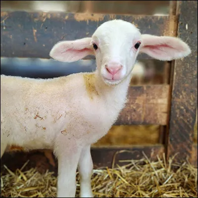 Dolly est née à l'issue d'un clonage le 5 juillet 1996, au Royaume-Uni. Quel est cet animal ?