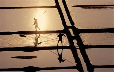 Quelle est la fleur blanche la plus prise de Gurande ?