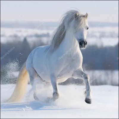Les chevaux blancs sont-ils nombreux dans le monde ?
