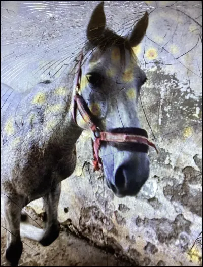 Comment doivent être les chevaux blancs ?