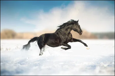 Est-il conseillé de doucher tout le corps de son cheval lhiver quand il fait très très froid ?