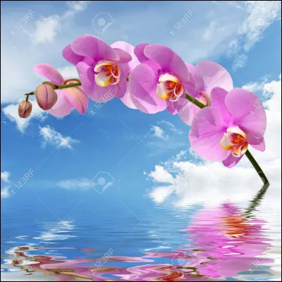 Aimes-tu les fleurs et les nuages ?