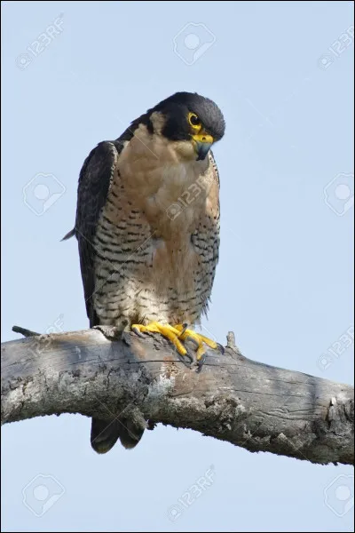 Quel est l'oiseau le plus rapide du monde ?