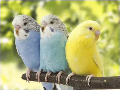 Quel est l'oiseau de compagnie le plus populaire du monde ?