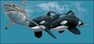 Quel est le pire ennemi des requins ?