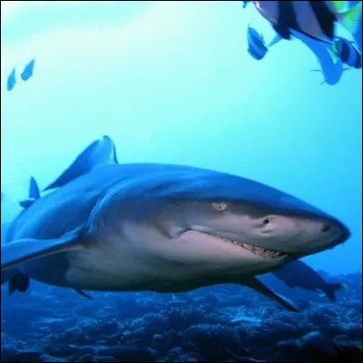 Sont-ils ovipares ou vivipares ?