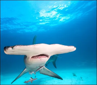 Où y a-t-il le plus d'attaques de requins ?