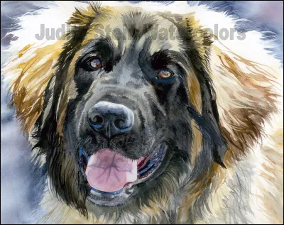 Il ressemble au terre-neuve, mais ce n'en est pas un...