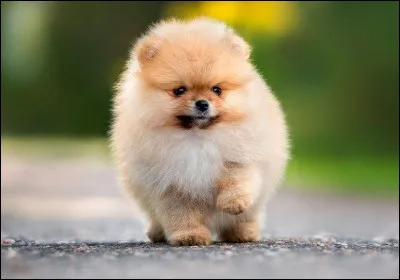 Quel est ce "choubidou" ?