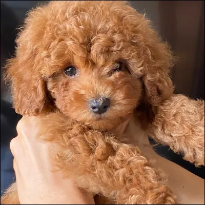 Quelle est cette race de chien ?