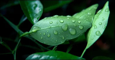 Qu'est-ce que le point de rosée ?