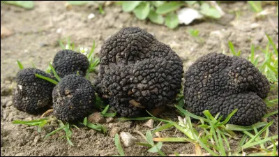 Ce sont des truffes.