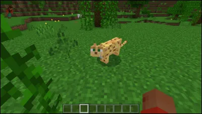 Comment transformer un ocelot en chat ?