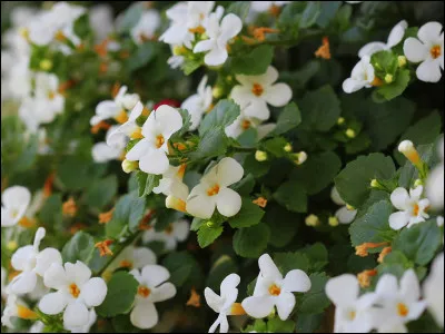 Voici une plante adaptogène utilisée en médecine ayurvédique pour améliorer la mémoire et les fonctions cognitives.
Quel est son nom ?