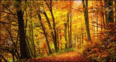 J'aime les couleurs très chaudes. Qui suis-je ?