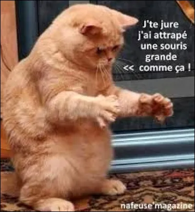 Quel est ton animal Totem ?