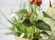 Quiz Les plantes mdicinales en C et F