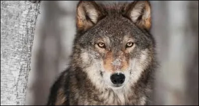 Jamais il ne se coiffait, jamais il ne se lavait
Les ongles pleins de cambouis mais sur les biceps il avait
Un tatouage avec un cur bleu sur la peau blême
Et juste à l'intérieur, on lisait, "maman je t'aime"

Quel nom porte sa petite amie ?