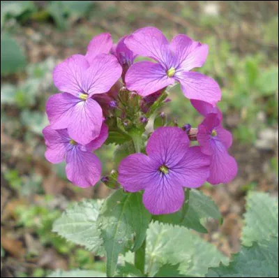 Quel est le nom de cette plante dont la fleur est formée de 4 pétales blancs à violet pâle ?