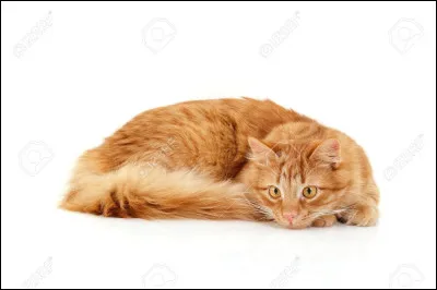 Mon frère est mort noyé à cause de ce petit guérisseur aveugle !