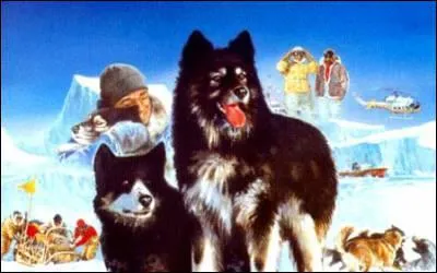 L'histoire vrai de ces chiens abandonns par des scientifiques japonais. Les hros de nomment Taro et Jiro :