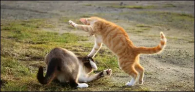 Avec qui s'est-il battu dans la forêt alors qu'il était chat domestique ?