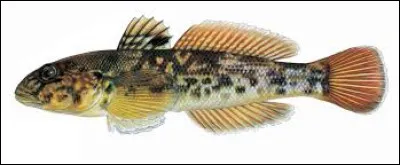 Vous allez peut-être le reconnaître, qui est-il ?