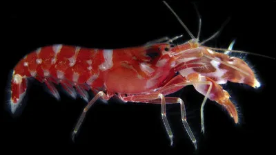 A côté de ce crustacé marin Lucky Luke est un petit rigolo !