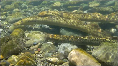 Cette espèce a connu les dinosaures, la reconnaissez-vous !