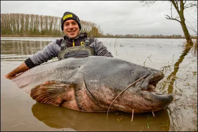 Peut-être avez vous déjà vu ou entendu parler de ce poisson, on le trouve maintenant à peu près partout en France, il s'agit de ou du ...