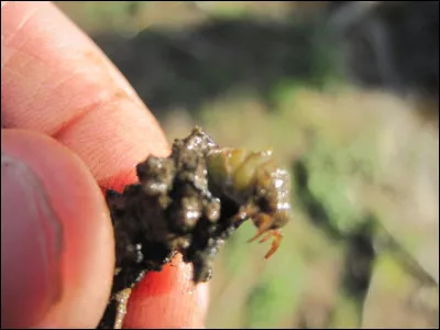 Bon, avec lui vous n'avez rien à craindre, ce serait plutôt l'inverse puisque les pêcheurs d'eau douce l'utilisent comme appat !