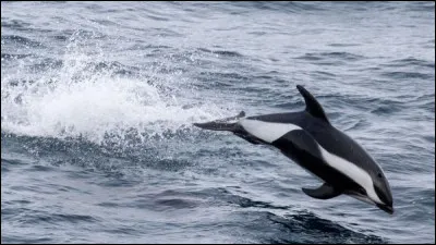 Je suis sûr que vous ne vous tromperez pas en identifiant ce cétacé !