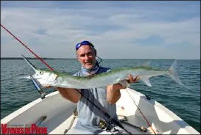 La plupart des gens pense que l'on ne peut rencontrer ce poisson que dans l'océan !