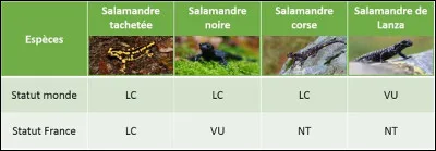 A votre avis, combien peut peser une salamandre, toutes espèces confondues ?
