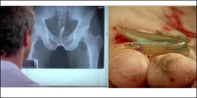 Ce petit poisson a une particularité, il est attiré par l'urine et vit en eau douce !