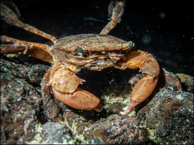 A quel endroit peut-on trouver des crabes, une seule réponse possible ?