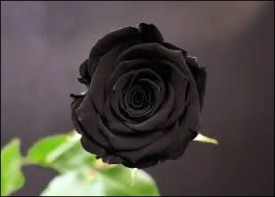 Dans la nature, la rose noire existe-t-elle ?