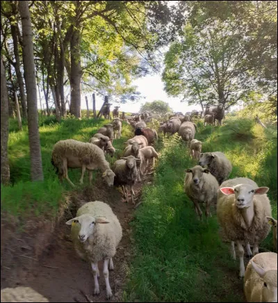 Comment dit-on "brebis" en anglais ?