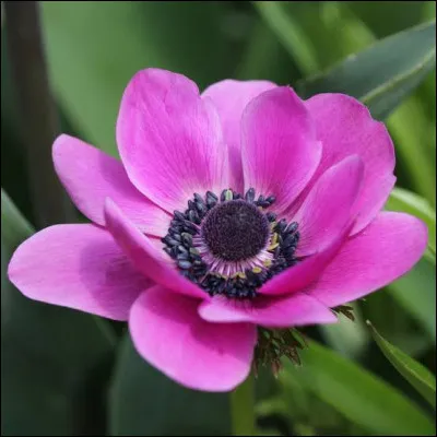 Quelle est cette fleur ?