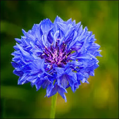 Quelle est cette fleur ?