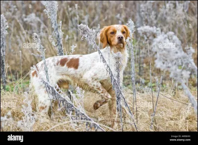 Quelle est cette race ?
