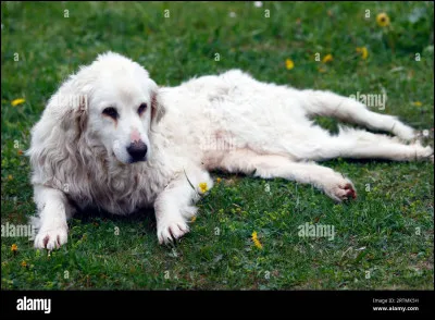 Quelle est cette race ?