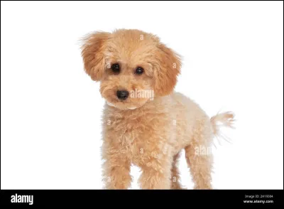 Quelle est cette race ?