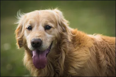Il existe un chien qui s'est présenté aux élections municipales de Marseille.