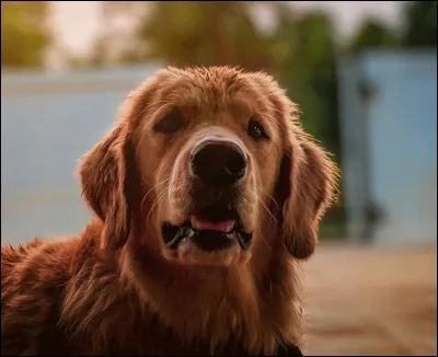 Les pépins de pomme ou de poire peuvent tuer un chien.