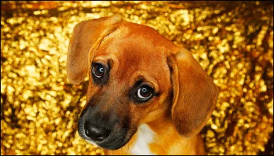 Pour boire, un chien...