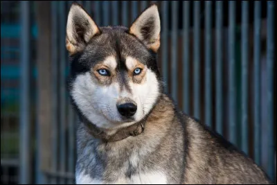 Est-ce que certains chiens ont la langue bleue comme les girafes ?