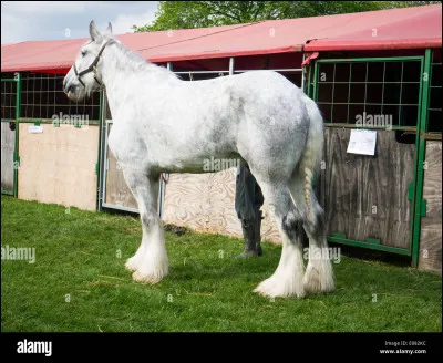Quel est le plus grand cheval au monde ?