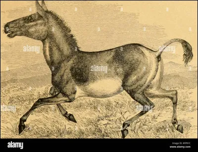 Quelle est la grande famille des chevaux ?