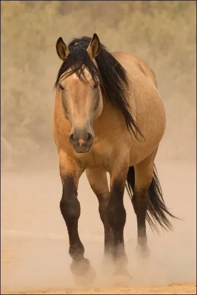Quelle couleur est aussi un prénom ?